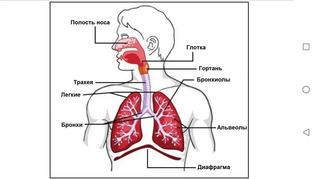 Дыхательная система. Дыхательная система человека.