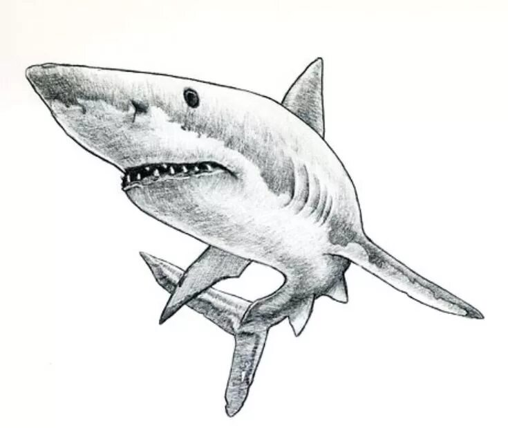 Тату акула эскиз. Тату акула олд скул. Тигровая акула и человек. That a shark. Тату акула в стиле скетч.