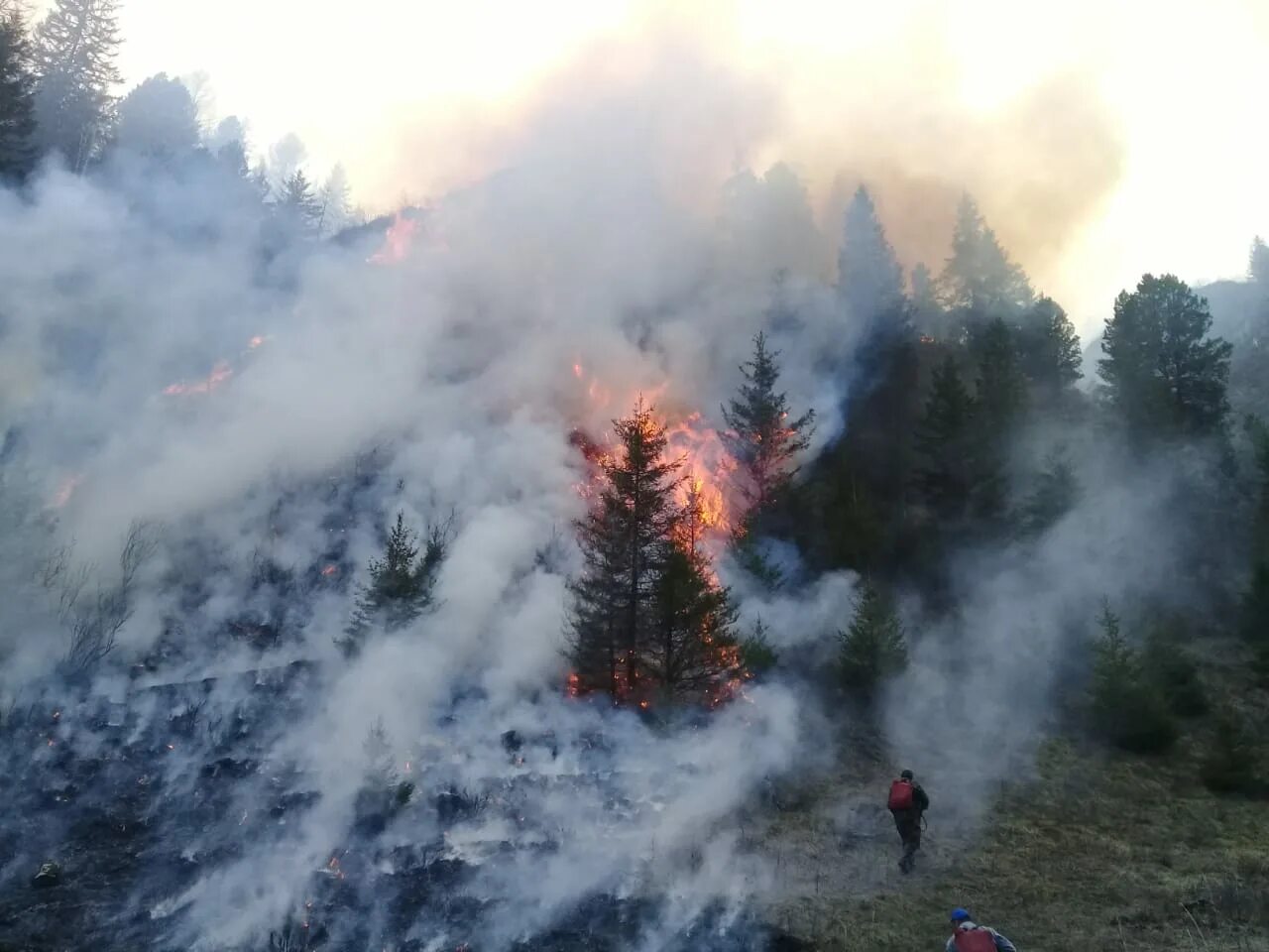 Лесные пожары в Республике Алтай. Пожар в Чемале. Пожар на Алтае. Пожар в Горном Алтае.