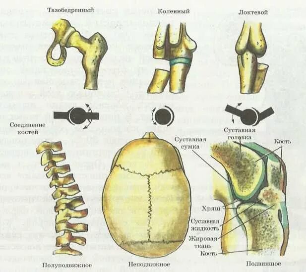 Соединение костей шов кости. Типы соединения костей скелета. Соединение костей неподвижные полуподвижные. Строение и соединение костей. Типы соединения костей строение сустава.