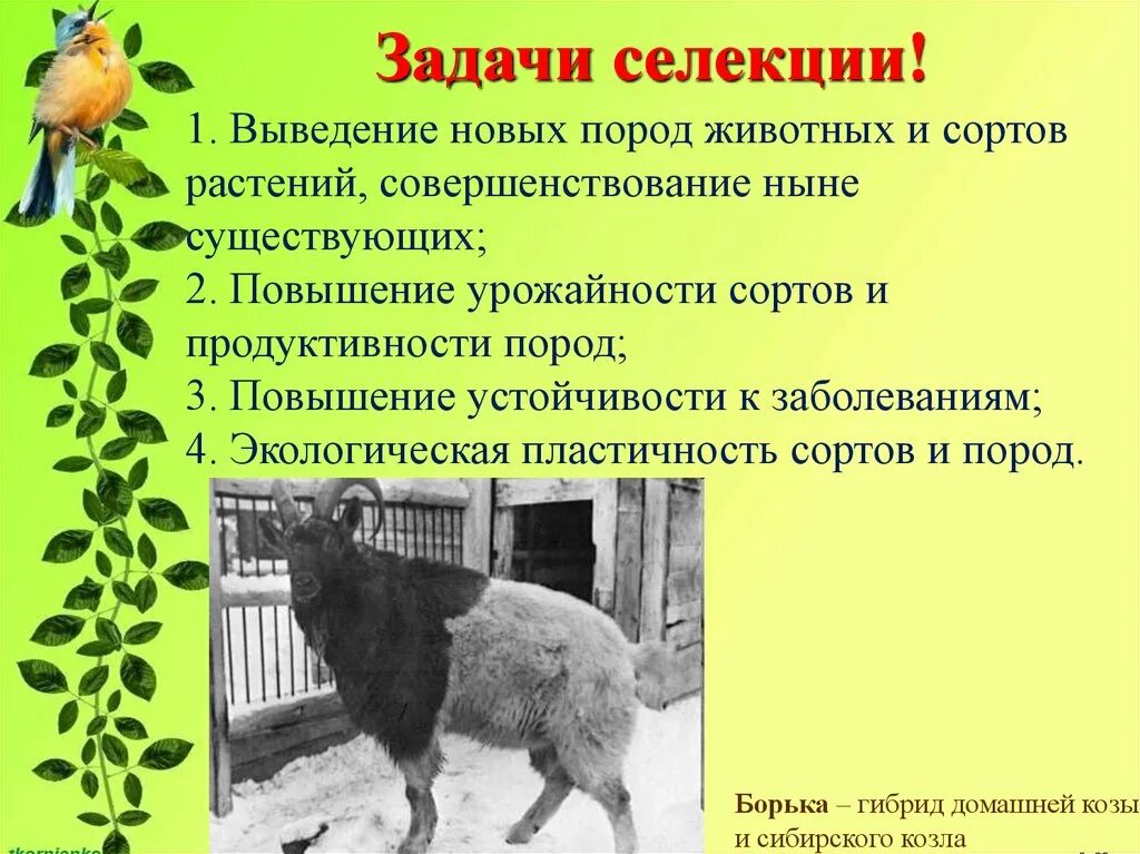 Методы выведения сортов растений. Выведение новых сортов растений и животных. селекция животных. селекция растений и животных. методы селекции животных.