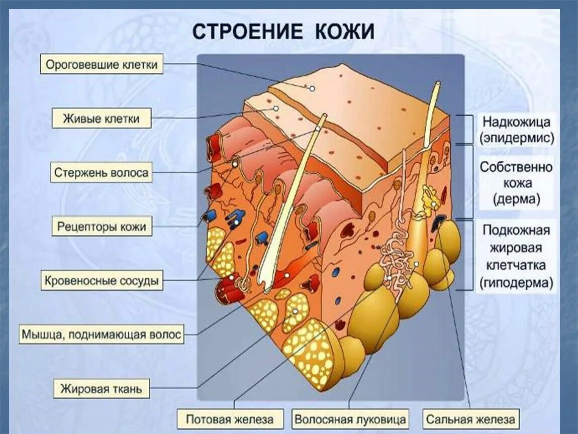 Функции придатков кожи. Клетки эпидермиса кожи человека. строение клетки кожи. эпидермис 2) дерма 3) гиподерма. из чего состоит кожа человека 4 класс.