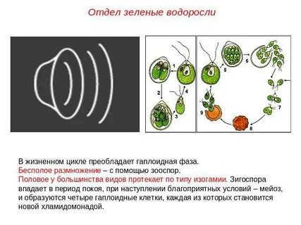 Гаплоидное поколение