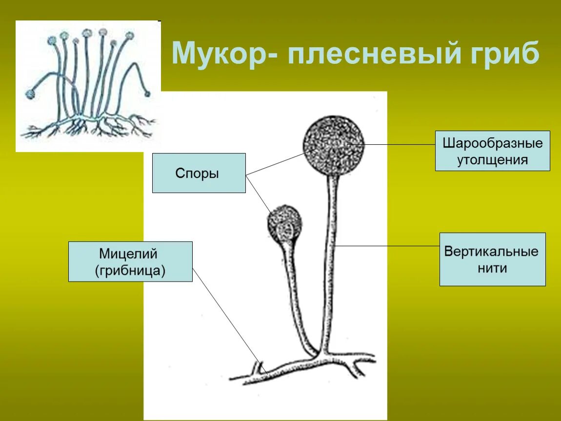 Строение мицелия мукора. Мукор пеницилл аспергилл. Строение плесневых грибов мукор. Плесневый гриб мукор основные части. Организмы со спорами