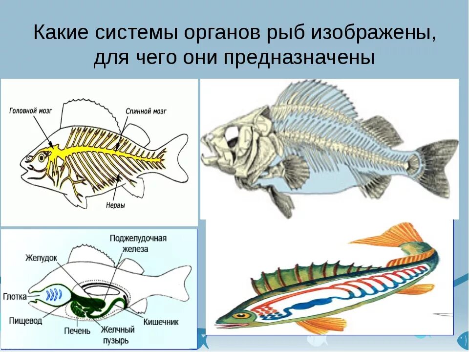 Внутреннее строение рыб таблица нервная система. Перечислите системы органов рыб. Биология 7 класс система органов и органы рыбы. Системы внутренних органов рыб.