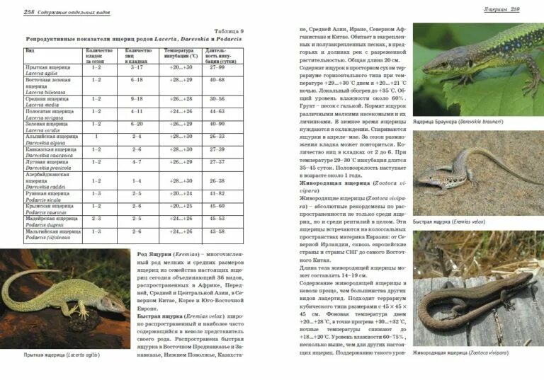 Температура прыткой ящерицы. Террариум для живородящей ящерицы. Прыткая ящерица Продолжительность жизни. Живородящая ящерица Размеры. Таблица прыткая ящерица.