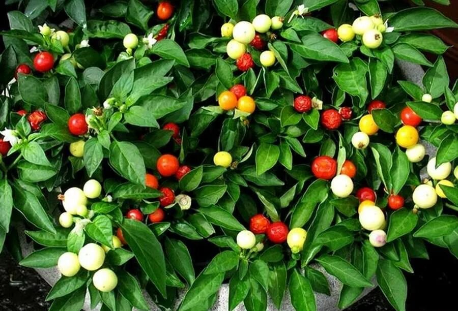 Популярный комнатный сорт какого растения выведен
