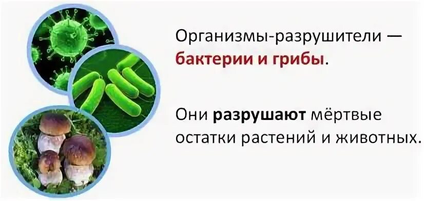 Роль организмов разрушителей. Грибы и бактерии Разрушители. Разрушители микроорганизмов. Разлагатели грибы бактерии. Организмы Разрушители.