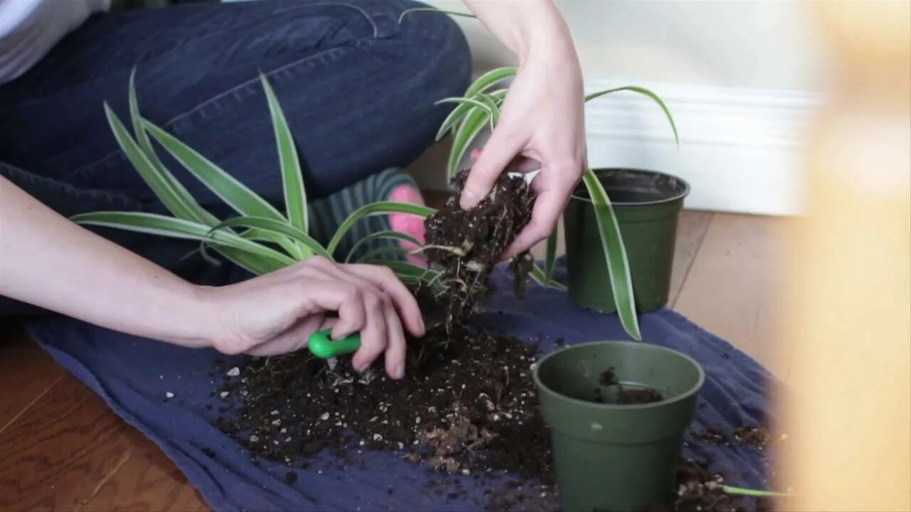 Хлорофитум как размножить. Хлорофитум деление куста. хлорофитум размножение. хлорофитум цветок размножение. хлорофитум посадка деток.