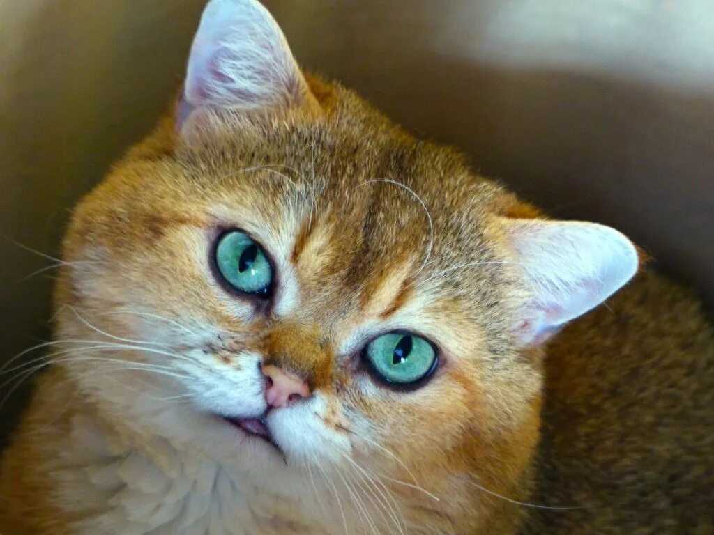 Британская Золотая шиншилла. Британская кошка Золотая шиншилла. Короткошерстная Золотая шиншилла кошка. Британская короткошёрстная кошка Золотая шиншилла