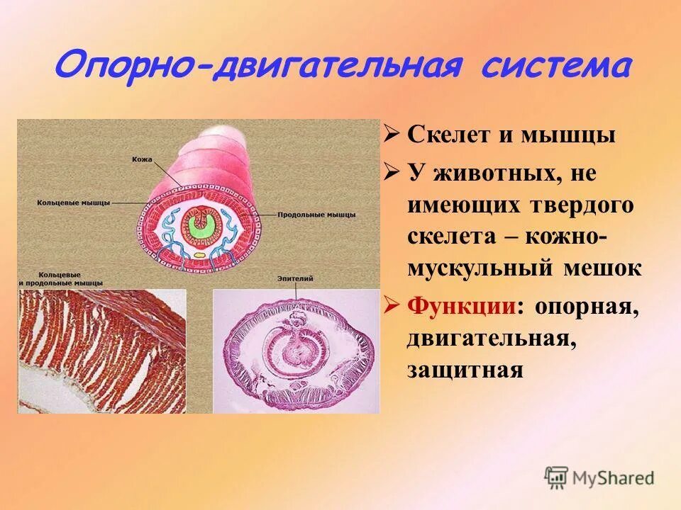 Кожно мускульный круглые черви. Кожно мускульный мешок у плоских круглых и кольчатых червей. Опорно двигательная система червей. Мускульный мешок круглых червей. Кольчатые черви мышцы кожно-мускульного мешка.