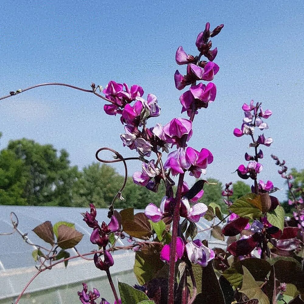 Долихос вьющаяся сирень. Долихос пурпурный. Долихос вьюнок. Долихос. Долихос вайолет.