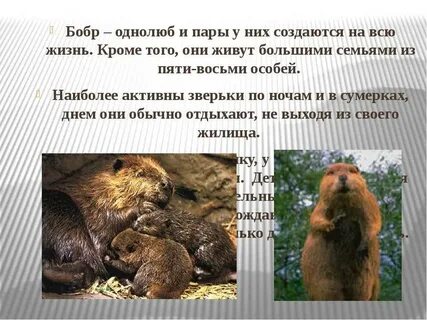 В какой среде обитает бобр