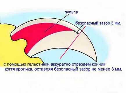 Как подстригать когти кролику декоративному