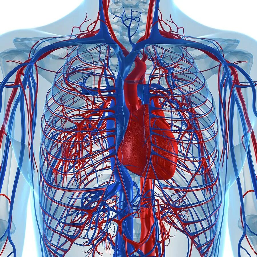 улучшение кровоснабжения тканей. система кровообращения человека сердце и кровеносные сосуды. сердечно-сосудистая система человека анатомия. артериальные и венозные сосуды. защита сосудов.