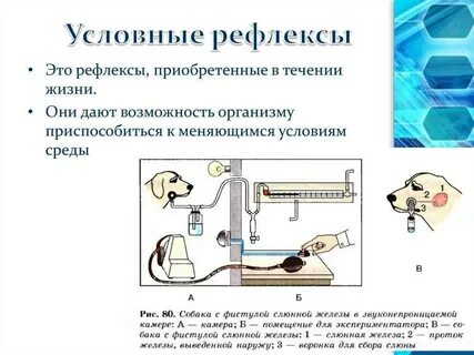 Виды рефлексов собак