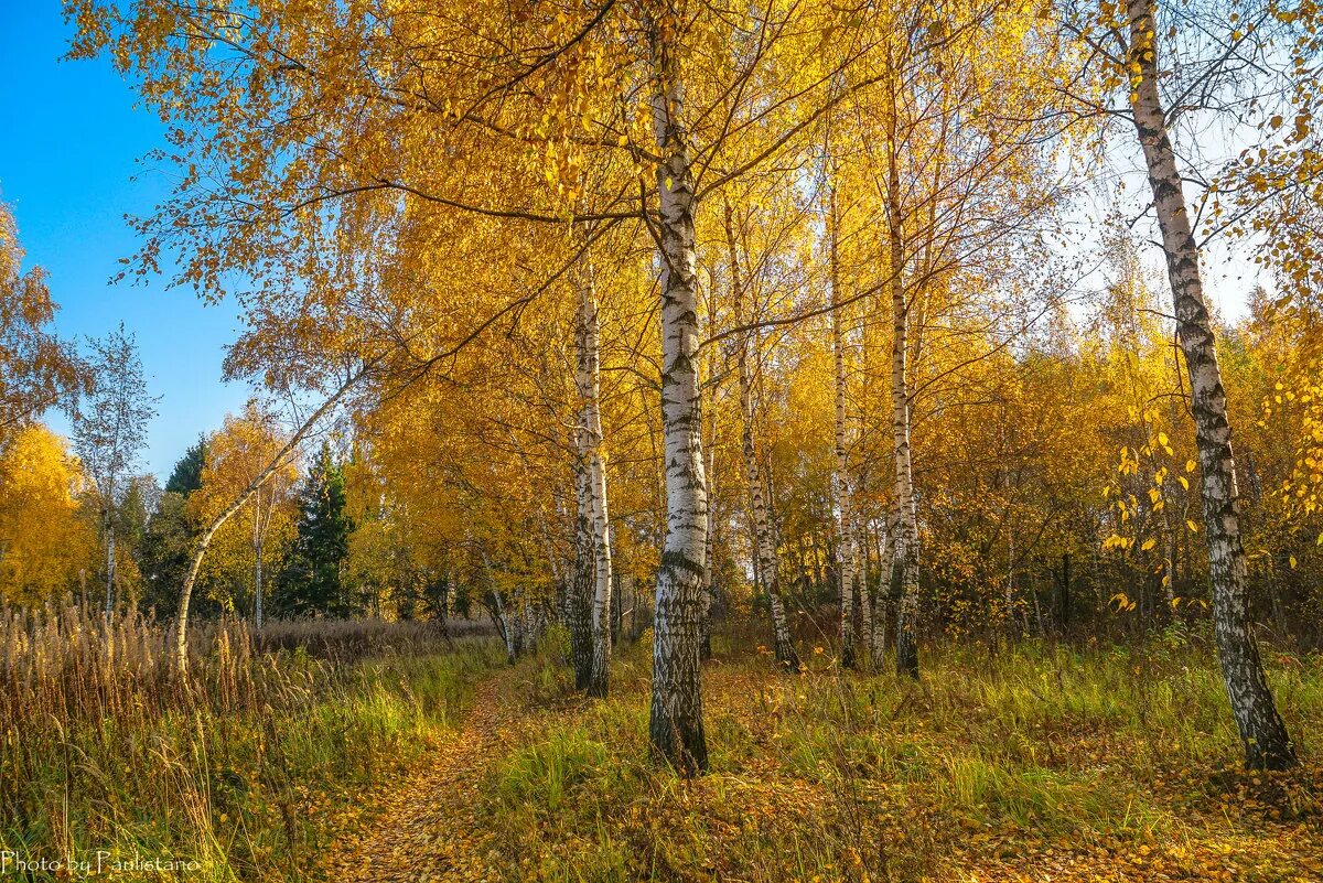 Береза осенью. Опушка леса осень. Береза ранней осенью. Осенний лес на закате осина. Илья семёнович остроухов золотая осень.