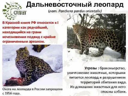 Взвод леопардов это сколько
