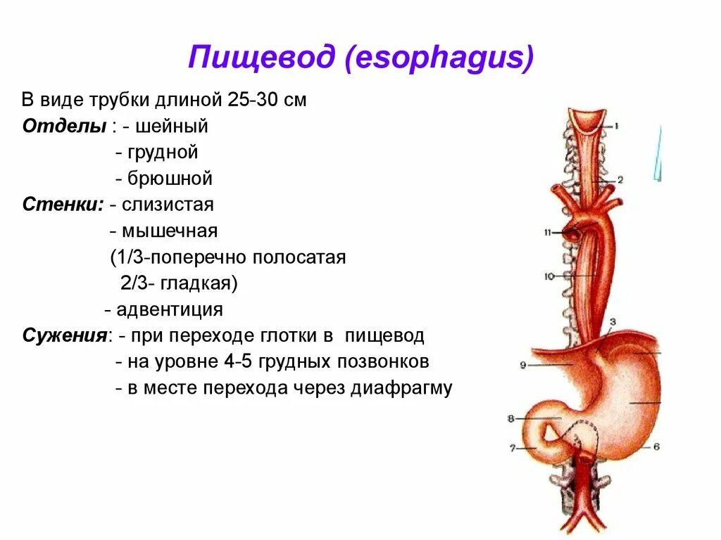 Таблица органы пищевода. Строение пищевода вид спереди. Органы расположенные спереди средней 1/3 грудной части пищевода. Отделы, поверхности, края желудка и пищевода.