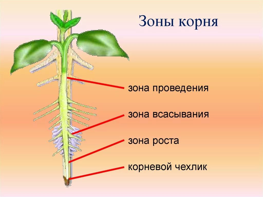 Анатомические зоны корня