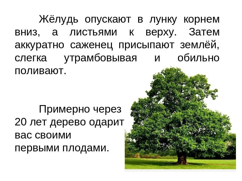 Дуб дерево. Описание дуба. Интересные факты о дубе. Дуб дерево описание.