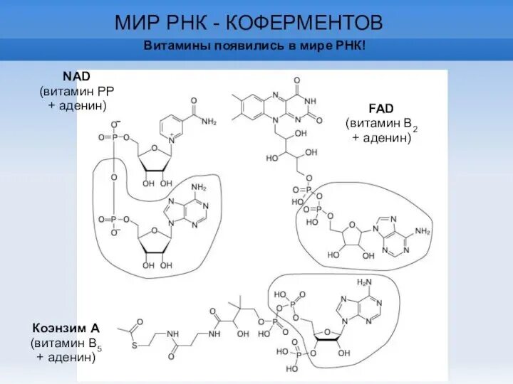 Nad кофермент. Витамин PP кофермент. Кофермент витамина в5. Nad витамин.