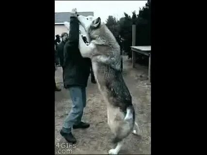 Собака нохча