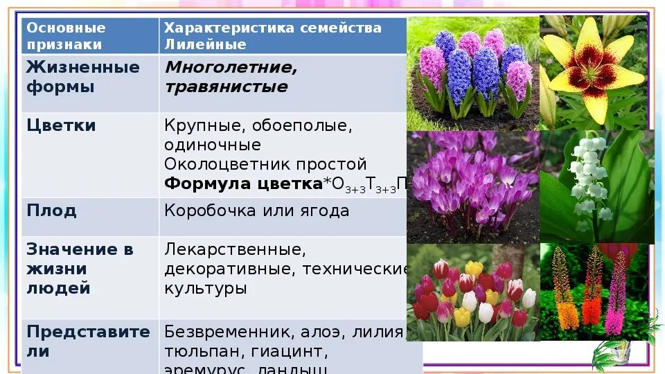 Каково значение растений лилейных в жизни человека. Лилейные биология. Жизненные формы лилейных растений. Однодольные семейство Лилейные. Систематика лилейных.