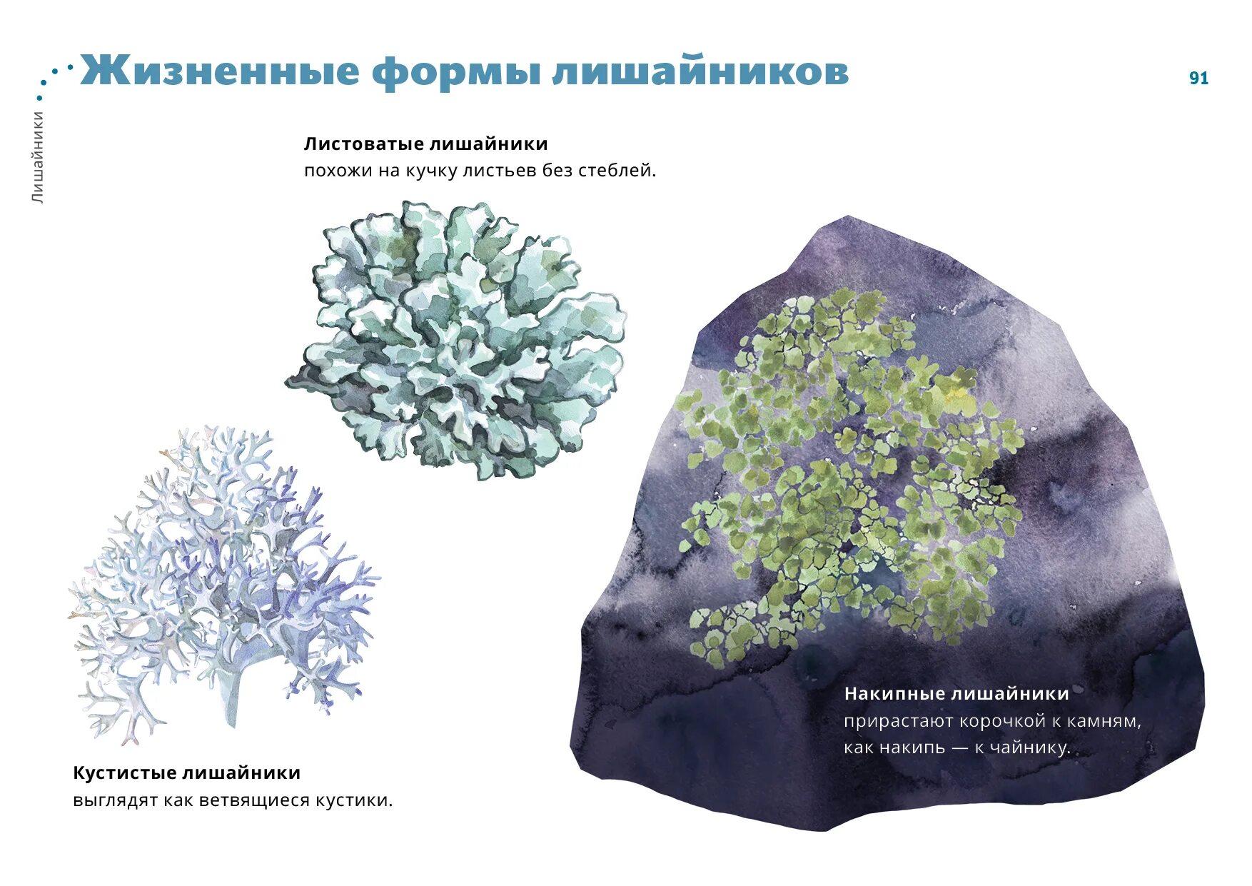 Лишайники классификация схема. Накипные корковые лишайники. Жизненные формы лишайников. Формы слоевища лишайников.