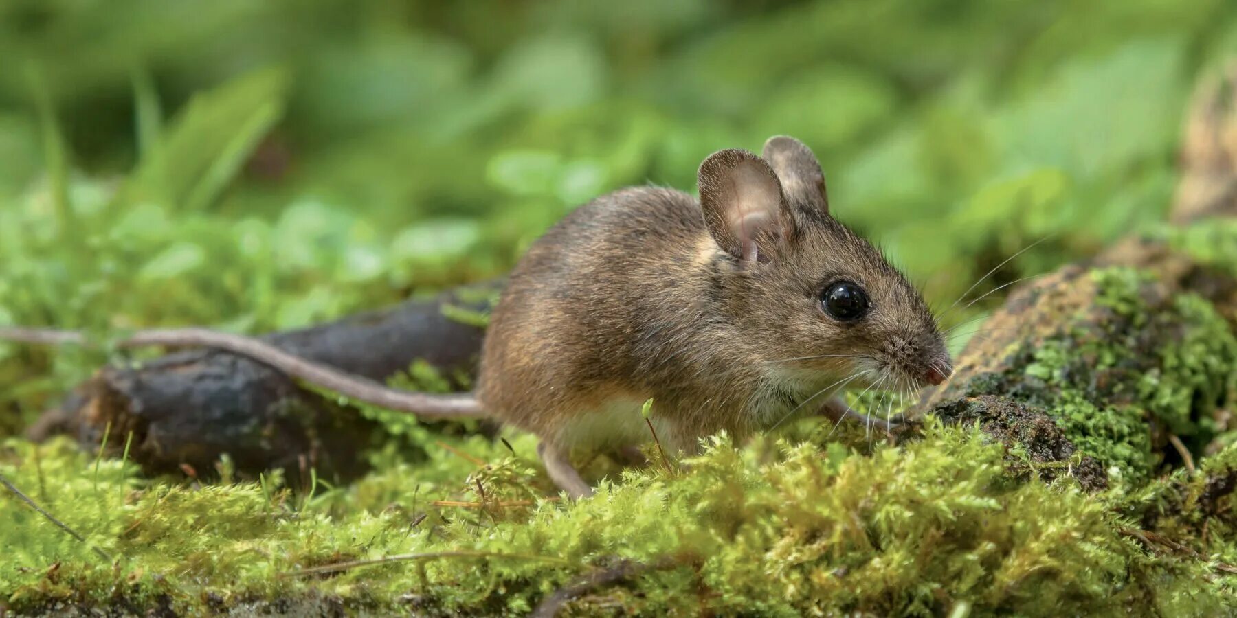 Полевая мышь убегает. Желтогорлая мышь. Желтогорлая Лесная мышь. Европейская Лесная мышь. Мышь в лесу.