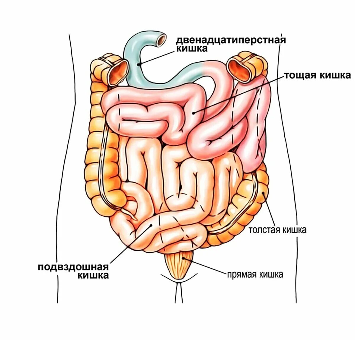 Конечный отдел кишечника называется