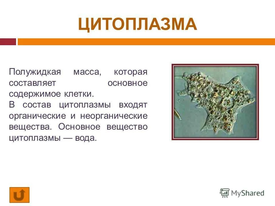 Внутренняя полужидкая среда клетки это. Полужидкое содержимое клетки. Внутренняя полужидкая среда клетки это. Внутреннее полужидкое содержимое клетки. Физиологические процессы клетки.