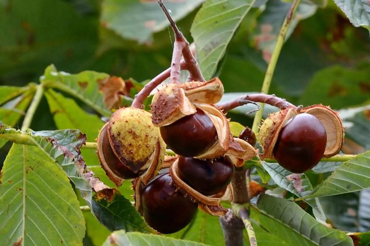 Каштан хвойное. Каштан конский (Aesculus). Конский каштан обыкновенный Aesculus hippocastanum. Конский каштан обыкновенный плод. Каштан конский обыкновенный дерево.