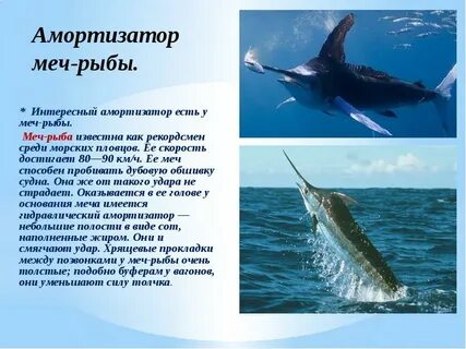 Сообщение о интересных рыбах