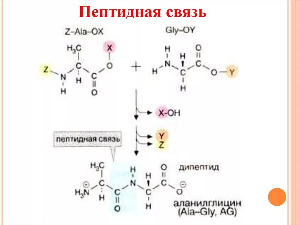 Образование пептидных связей структура белка. Пептидная связь биохимия белков. Строение пептидной связи. Пептидная связь соединяет. Вещества с пептидной связью.