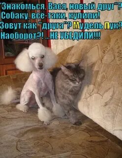 Вася принес