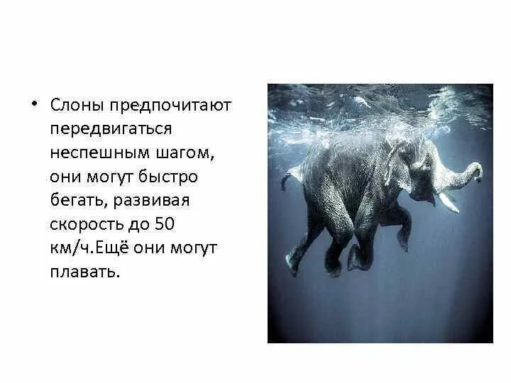 Слон бежит. Скорость бегущего слона. Слон ходит в африке. Скорость бегущего слона. Скорость бега слона.