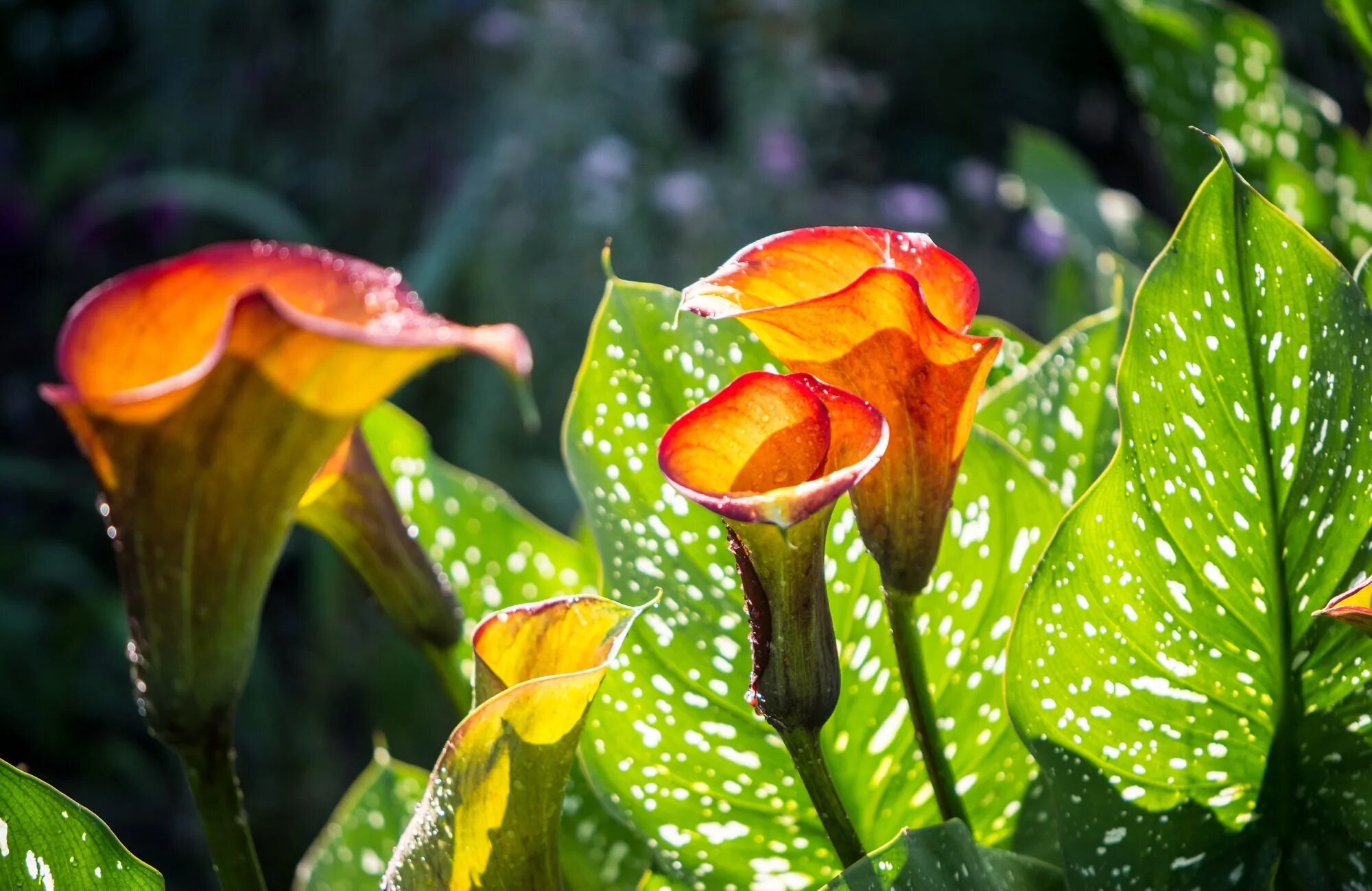 Калла Капитан Вентура. Calla Lily цветок листья. Калла Сайгон.