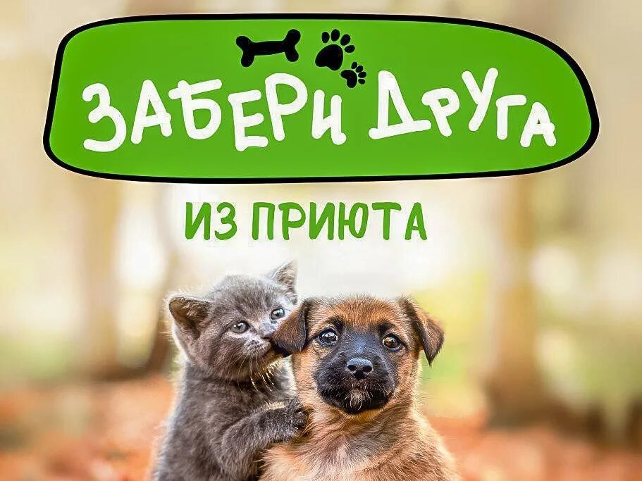 Помощь бездомным животным хочу домой