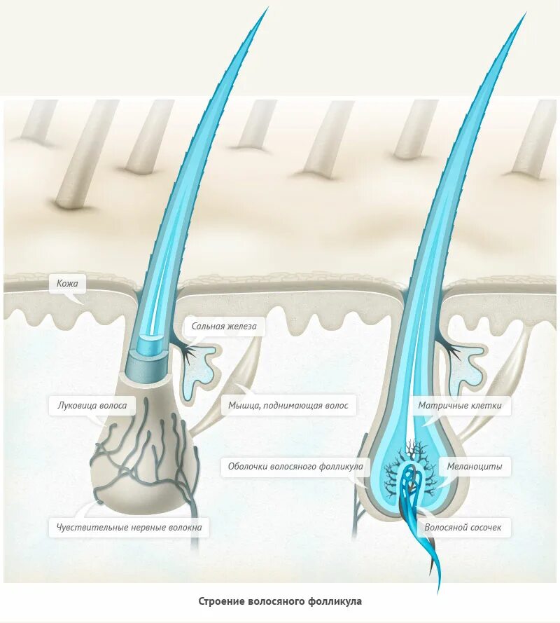 Строение волосяного фолликула. Структура волоса. Строение волоса. Луковица волоса.