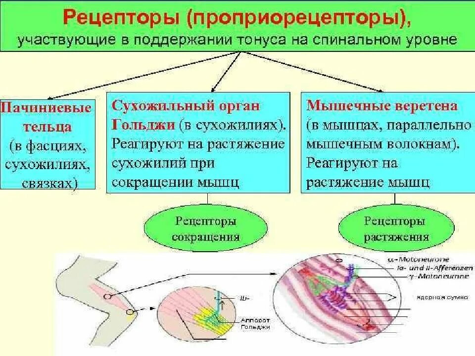 Функции проприорецепторов физиология. Проприорецепторы мышечные веретена. Роль проприорецепторов мышц. Типы проприорецепторов.