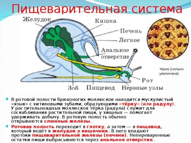 Пищеварительная система моллюсков 7. Брюхоногие моллюски пищеварительная система. Строение пищеварительной системы брюхоногих. Железы пищеварительной системы брюхоногих моллюсков. Дыхание улиток