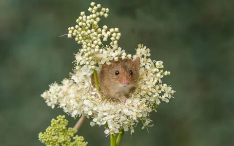 Можно ли хомякам листья одуванчика