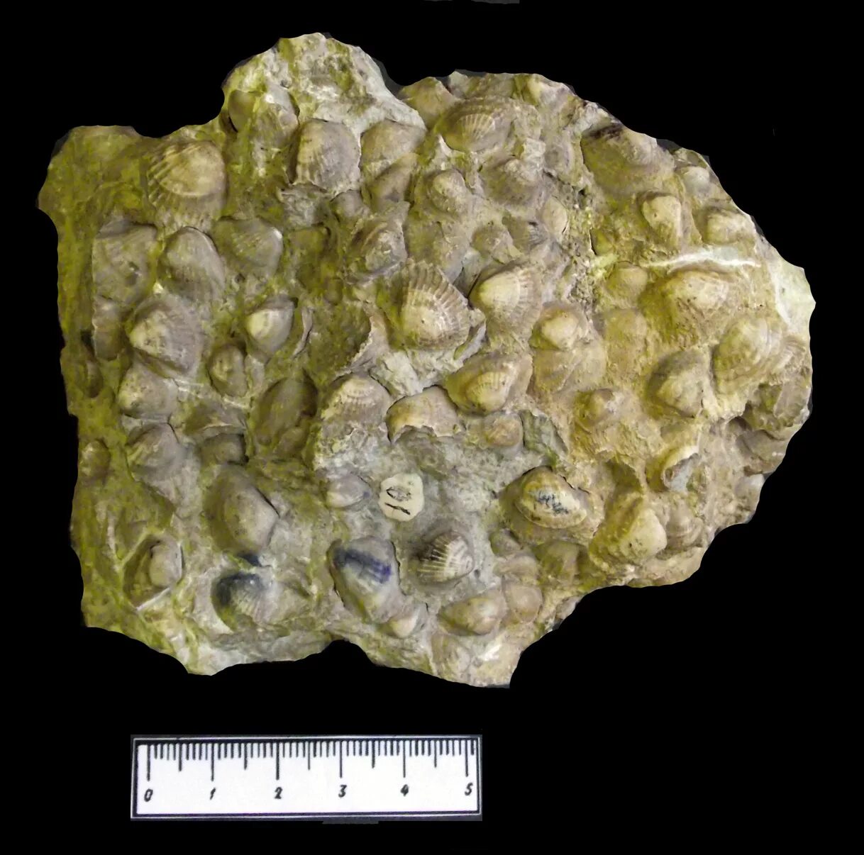 окремнелый известняк. ракушечник окаменелость известняк. известковый ил. ракушечник минерал. детритовый известняк крыма.