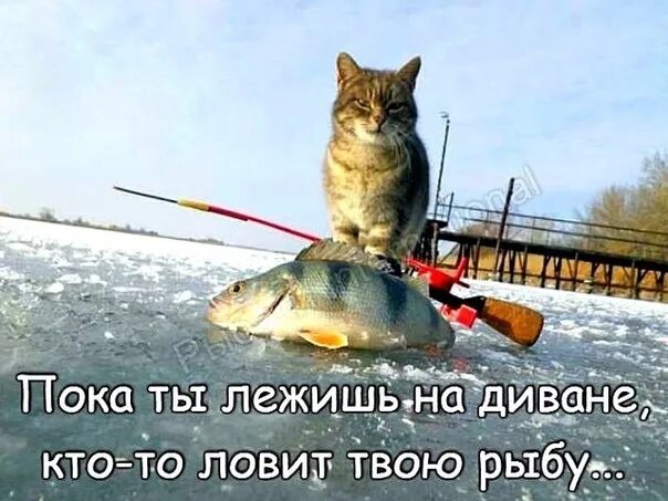 Рыбак утром выехал из города на рыбалку. Приколы на рыбалке. кот на рыбалке. кот на зимней рыбалке. доброе утро рыбаки зима.