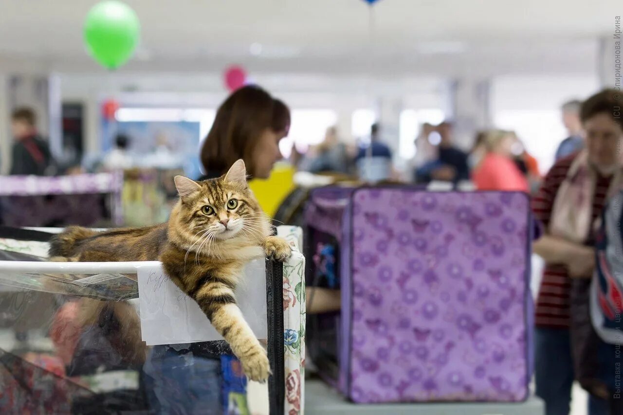 Выставка кошек. Выставка кошек в торговом центре. Выставка кошек в Москве. Выставка кошек ВДНХ. Выставка кошек ижевск 2024