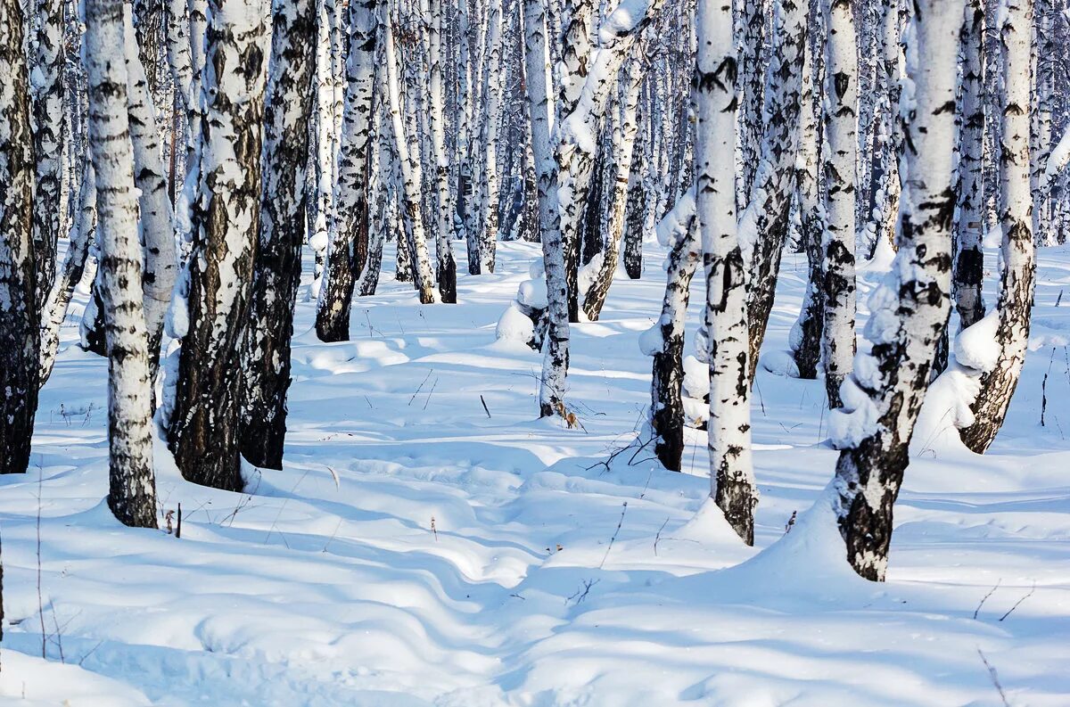 берёзовая роща назарого зимой. зима березки. березка зимой. зима березки. зимняя береза.