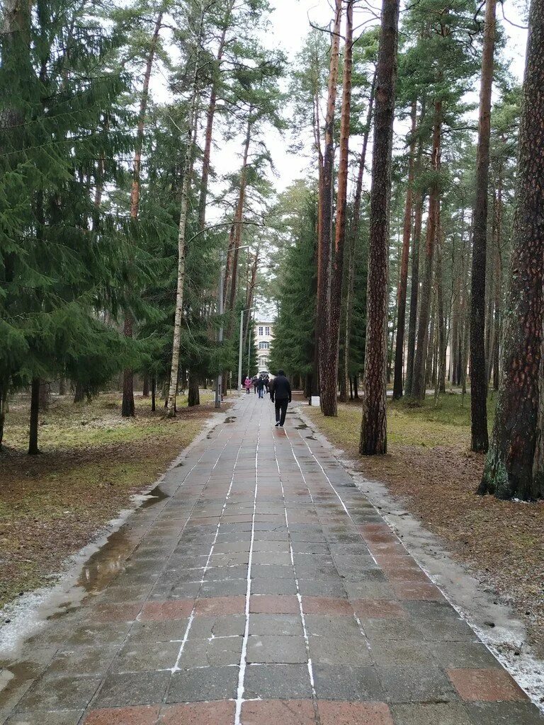 Сестрорецкий курорт где. Сестрорецкий курорт парк. Терренкур Сестрорецк. Парк санатория "Сестрорецкий курорт. Сестрорецкий курорт санаторий набережная.