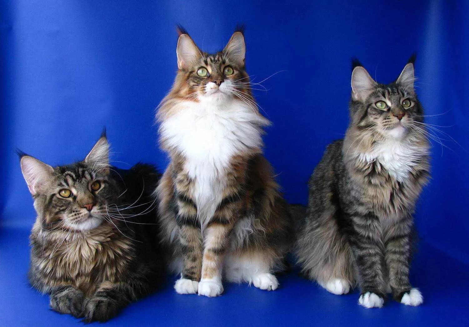 коты отзывы людей