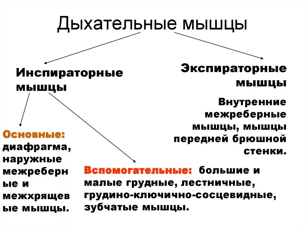 Назовите основные и вспомогательные дыхательные мышцы. Дыхательные мышцы, их классификация.. Вспомогательные инспираторные мышцы. Основные и вспомогательные респираторные мышцы. Инспираторное вдох